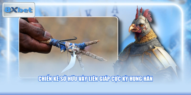 Chiến kê sở hữu vảy liên giáp cực kỳ hung hãn