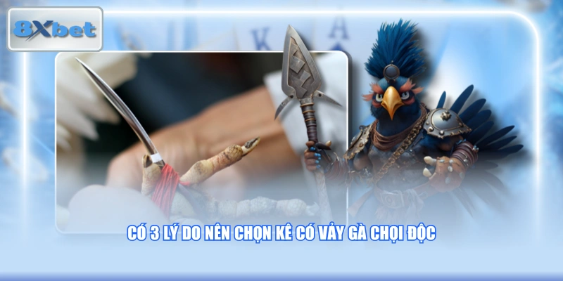 Có 3 lý do nên chọn kê có vảy gà chọi độc