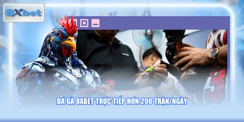 Đá gà 8XBET trực tiếp hơn 200 trận/ngày