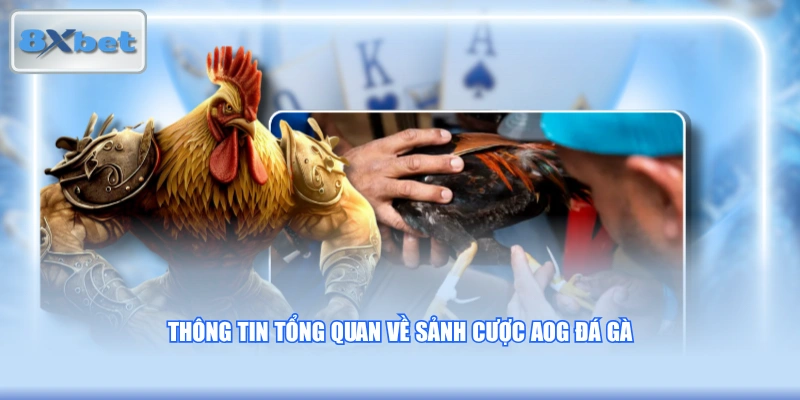 Thông tin tổng quan về sảnh cược AOG đá gà